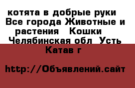 котята в добрые руки - Все города Животные и растения » Кошки   . Челябинская обл.,Усть-Катав г.